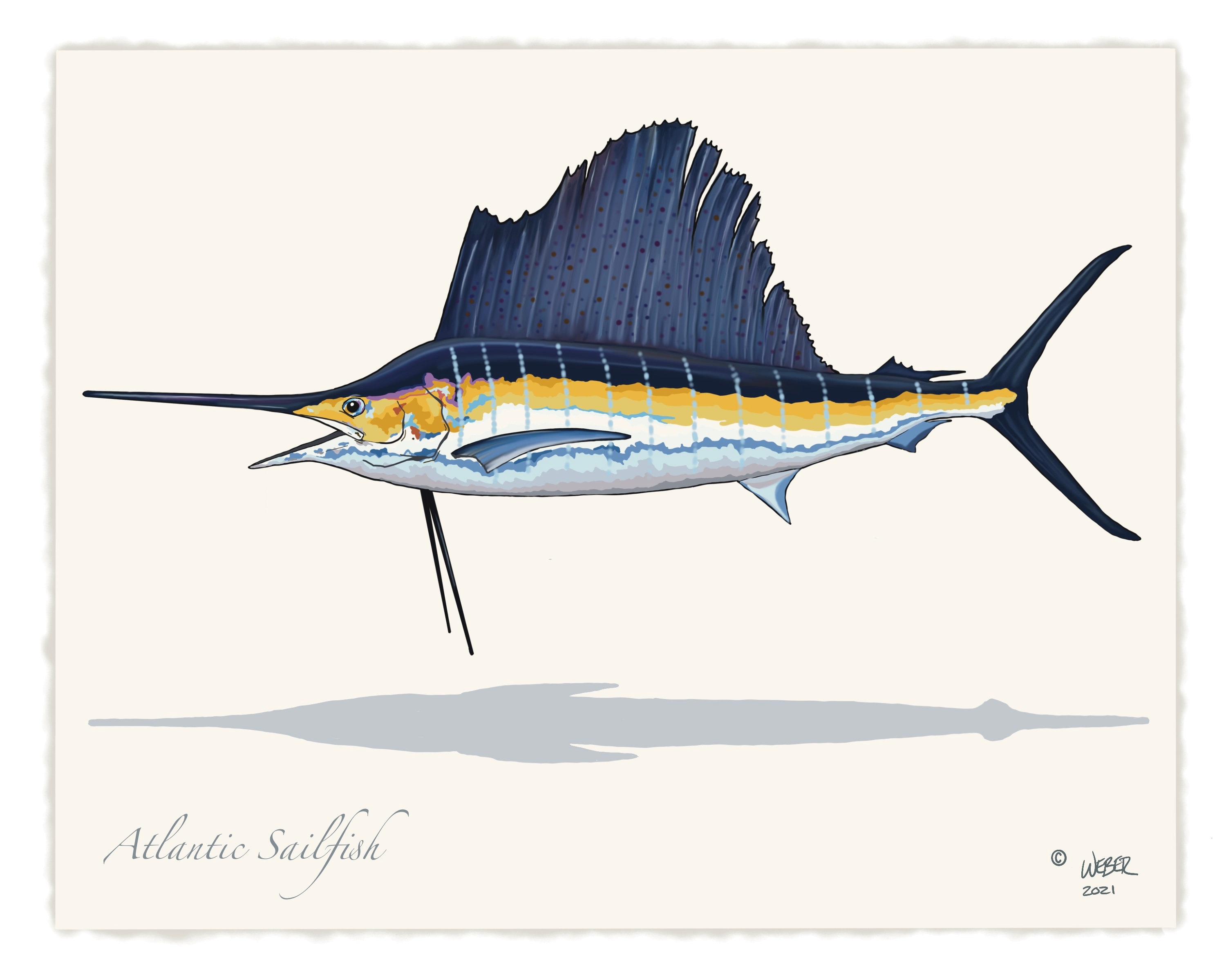 Atlantic Sailfish Fishing Print -  Canada