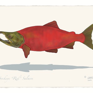 Sockeye &quot;Red&quot; Salmon Print