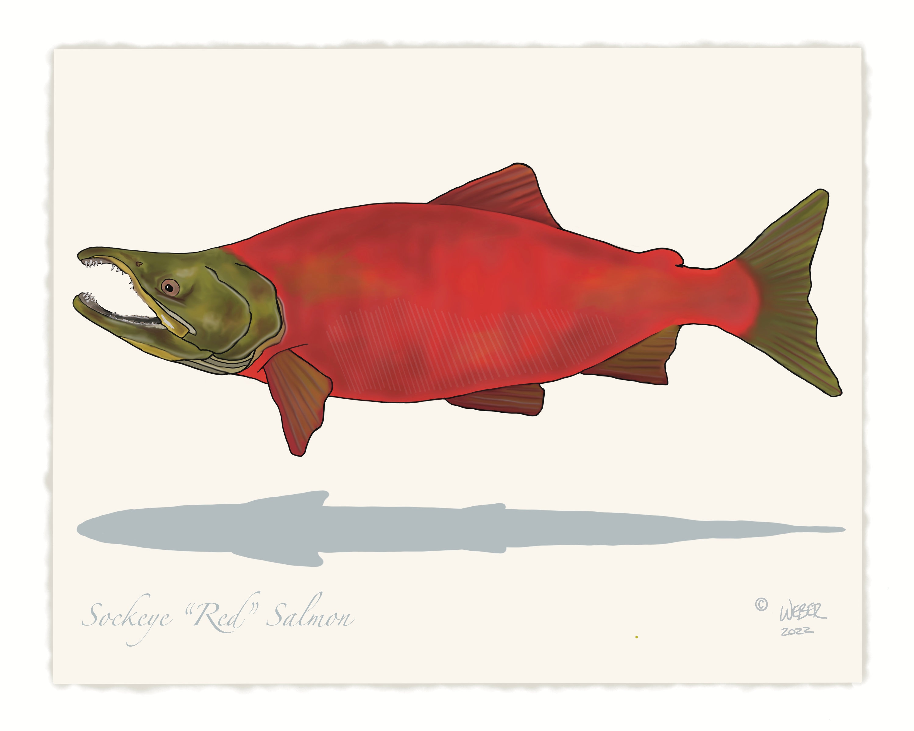 Sockeye Salmon Drawing
