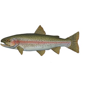 Rainbow Trout Fish Sticker