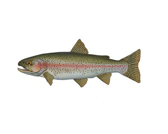 Rainbow Trout Fish Sticker