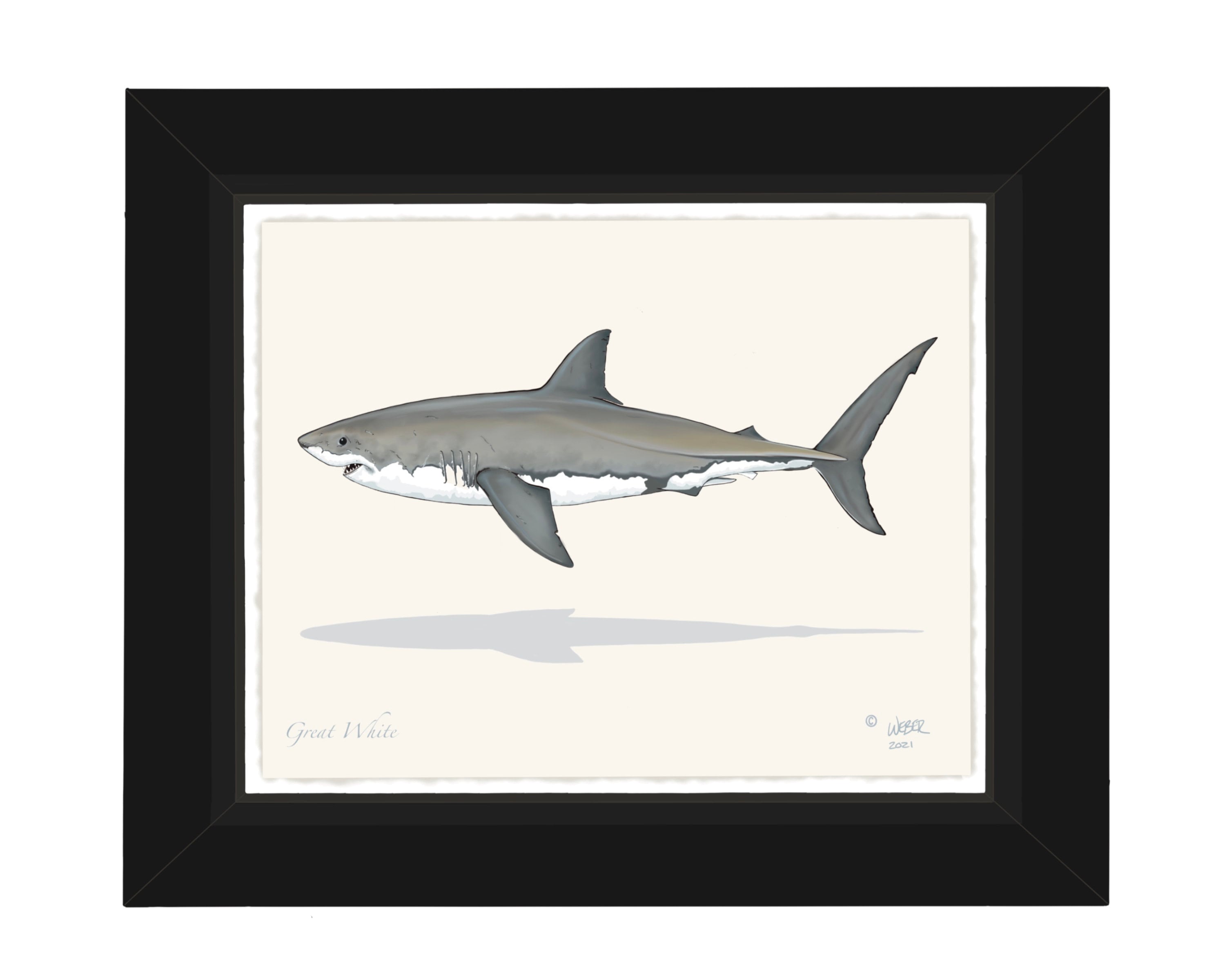 Great White Shark Print - Etsy