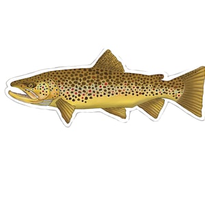 Brown Trout Fish Sticker