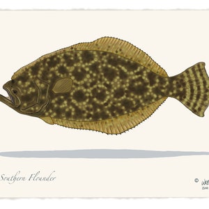 Southern Flounder Fish Print