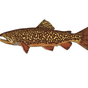 May include: A brown and yellow trout with dark spots, swimming to the right. The fish has a white underside and a slightly open mouth.