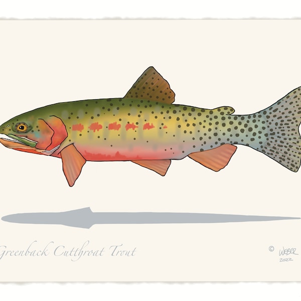 Greenback Cutthroat Trout Print