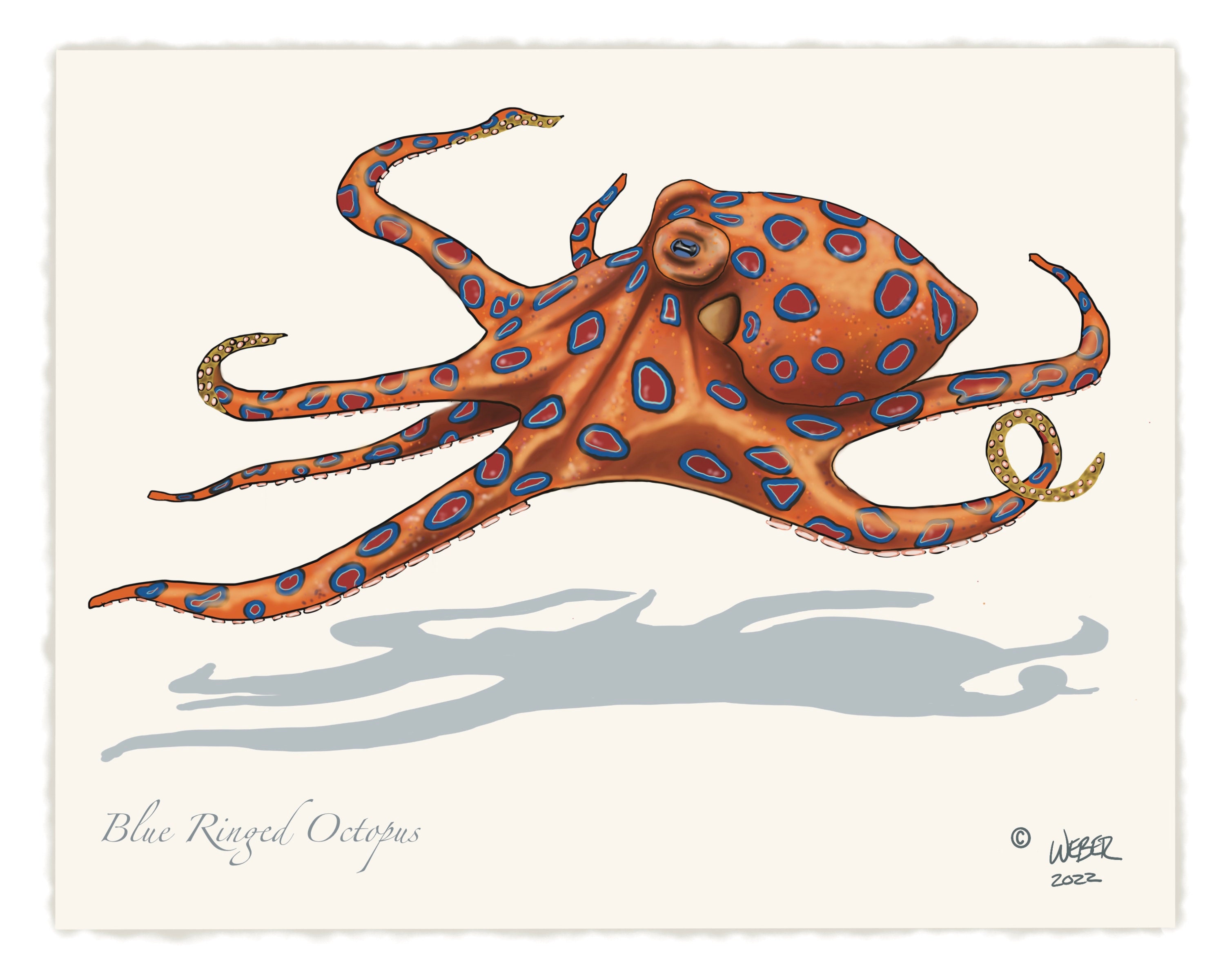 Blue Ringed Octopus Aussie Color Vector Stock Vector (Royalty Free)  2272580293 | Shutterstock