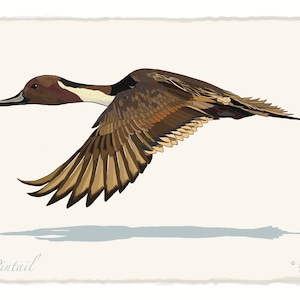 Pintail Duck Print 8&quot;x10&quot;