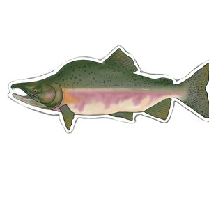 May include: A green and white salmon with pink markings on its side. The fish is swimming to the right.