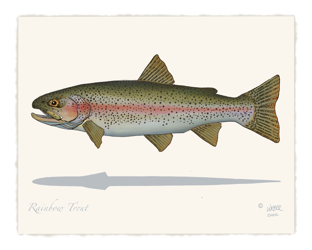 Rainbow Trout Print - Etsy