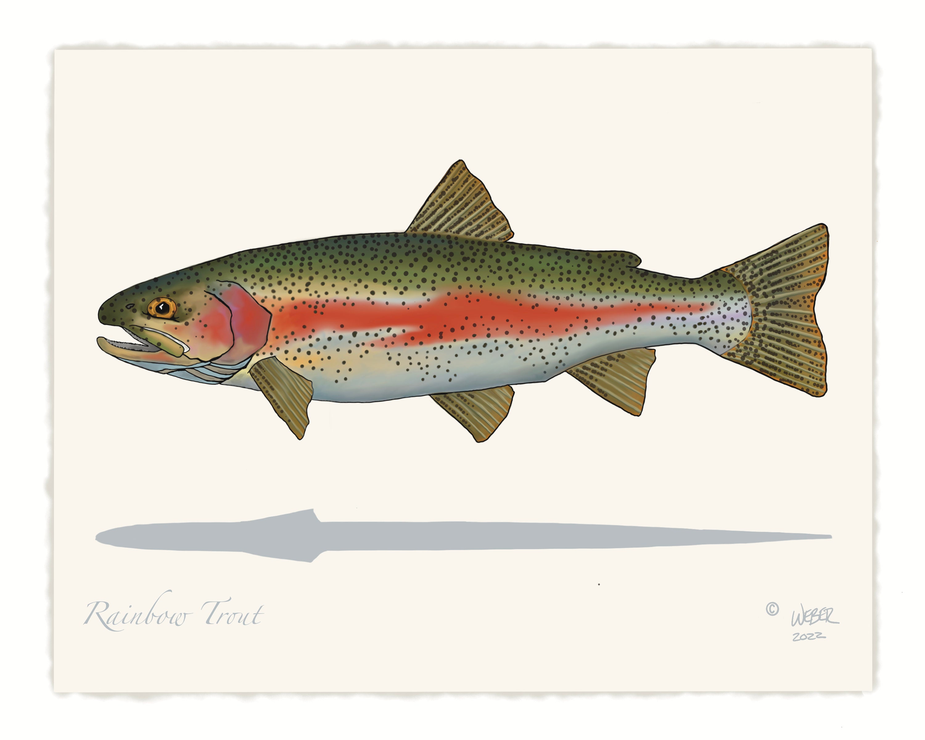 Rainbow Trout Print - Etsy