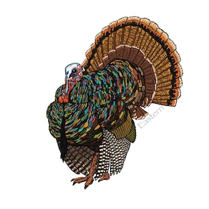 Eastern Wild Turkey Sticker