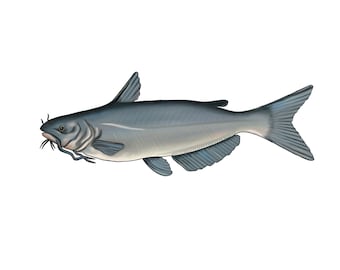Catfish Sticker 5.5"