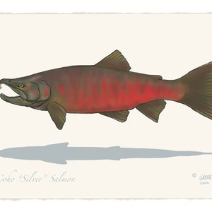 Coho &quot;Silver&quot; Salmon Print