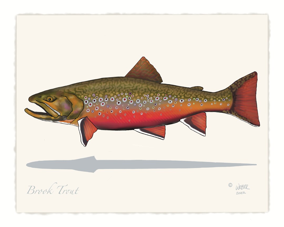 Brook Trout Print - Etsy
