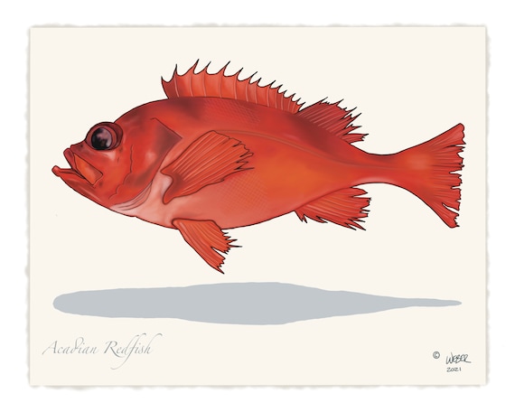Acadian Redfish Fishing Print -  UK