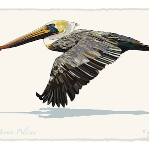 Brown Pelican Print 8&quot;x10&quot;