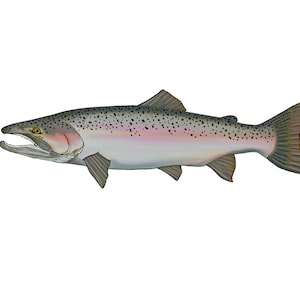 Steelhead Trout Fish Sticker
