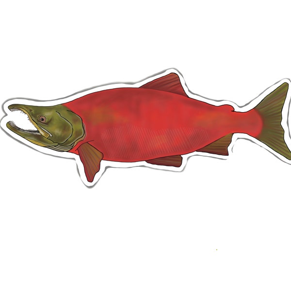 Sockeye Red Salmon Sticker