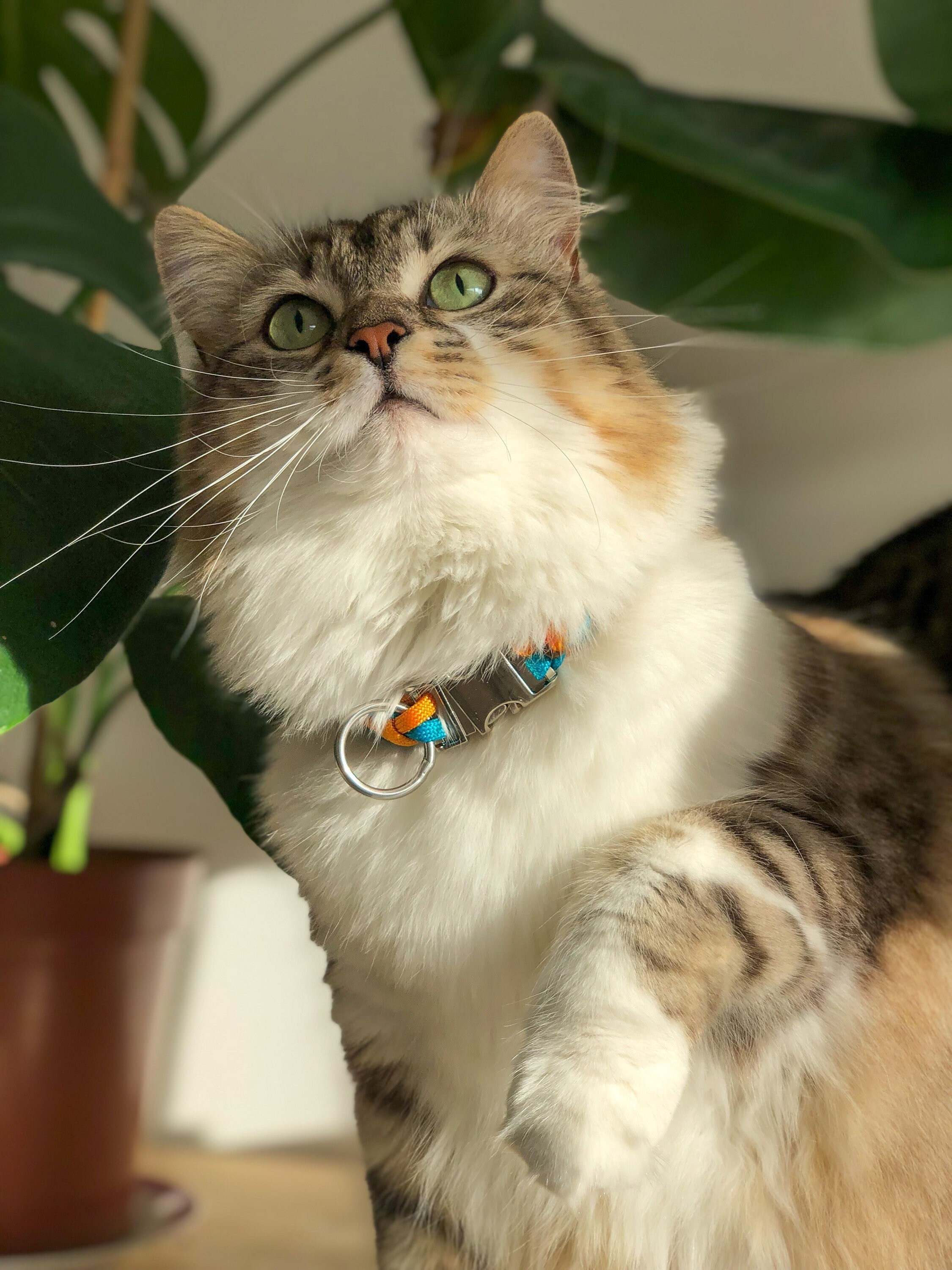 Collier Pour Chien/Chat Personnalisable et Fait Sur-Mesure