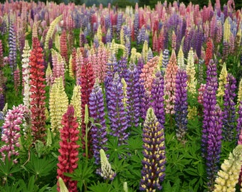 Lupine seed mix *seeds*