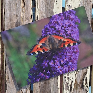 Postkarte Schmetterling, 10x15 cm, matt, Fotografie, Fotodruck, Naturfotografie, Grußkarte, Karte, Nahaufnahme, Tierfotografie, Insekten