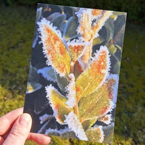 Cartolina foglie gelate, 13 x 18 cm, fotografia, stampa fotografica, natura, foglie, biglietto di auguri, cartolina, piante, foto, strutturato, flora, inverno