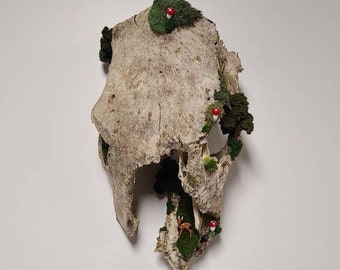 Cow Skull | Forest Skull | Deer | Real Animal Skull | Oddities | Flowers | Skull Vase | Animal Bones | Bouquet | Taxidermy | Moss Garden