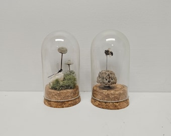 Mini Oddity Glass Domes | Tooth Mushroom and Moss | Bumble Bee| Dragonfly | Honey Comb | Bone Globe | Oddities | Bugs | Real Insects