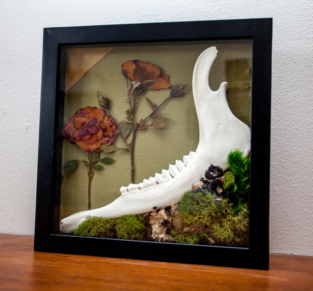 Real Rose Jaw Bone Shadow Box | Deer Jaw Bone | Real Bone | Animal Bone ...