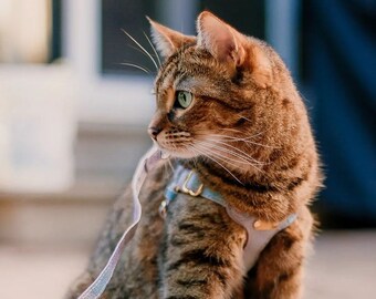 Harnais de chat coloré anti-évasion - Harnais de chat en cuir doux et mignon avec boucle de cou