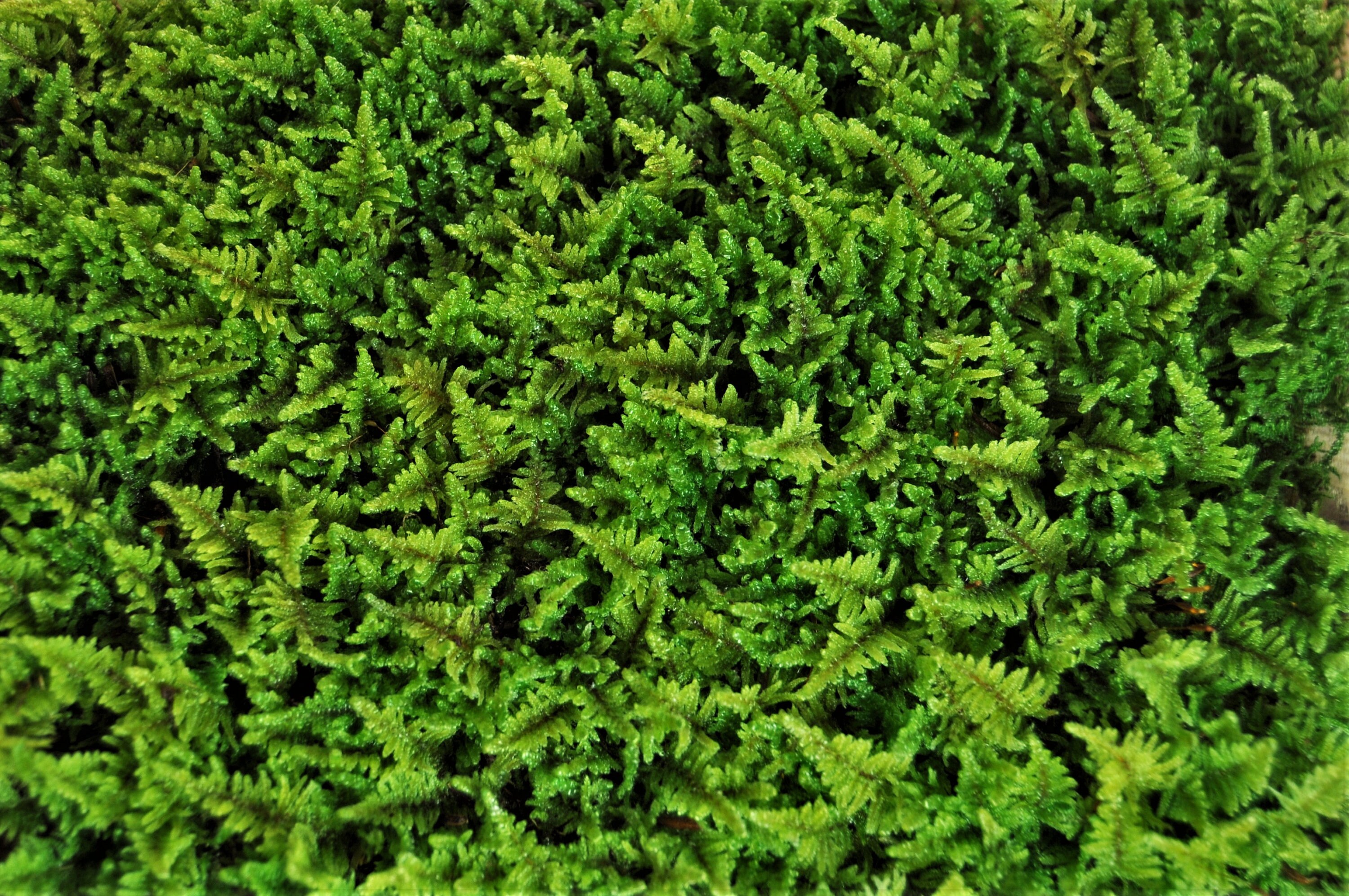 Live Sheet Moss Etsy