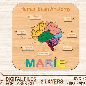 Human Brain Anatomy Puzzle Laser Cut File,Svg,Dxf,Kids laser svg design,Children puzzle file,diy craft kits,Glowforge,Digital Download