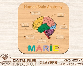 Human Brain Anatomy Puzzle Laser Cut File,Svg,Dxf,Kids laser svg design,Children puzzle file,diy craft kits,Glowforge,Digital Download