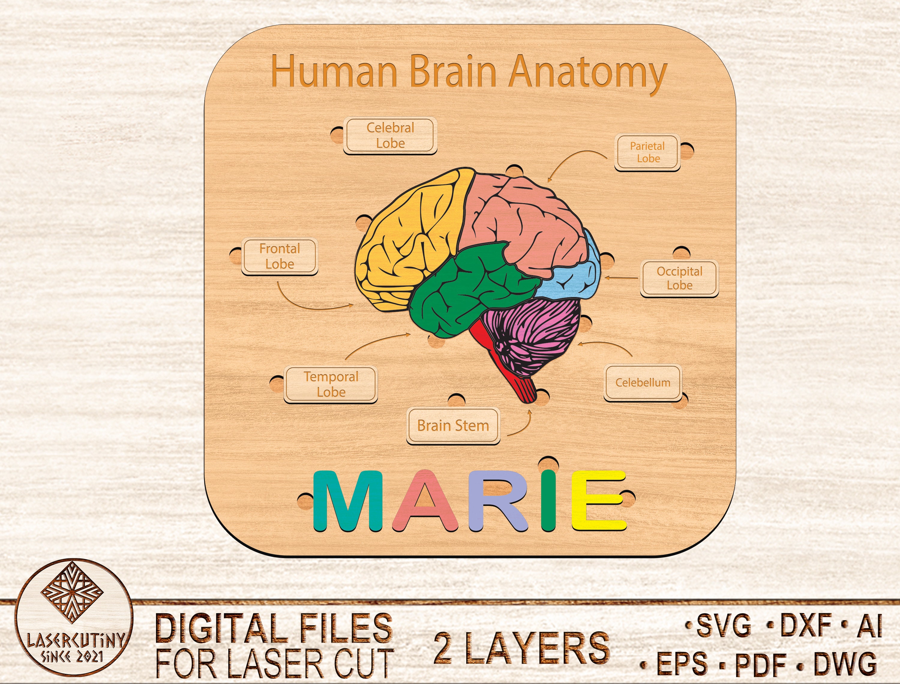 Human Brain Anatomy Puzzle Laser Cut Filesvgdxfkids Laser Etsy Australia