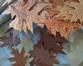 Dried pressed oak leaves for decorations floristic supplies natural wild herbarium scrapbooking