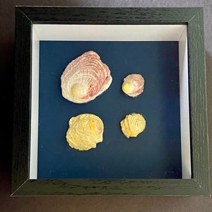 5x5 Seashell shadow box