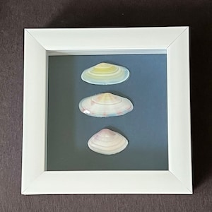 Seashell shadow box
