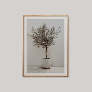 May include: A framed photograph of a small olive tree in a white pot, set against a white wall. The tree has green leaves and a brown trunk.