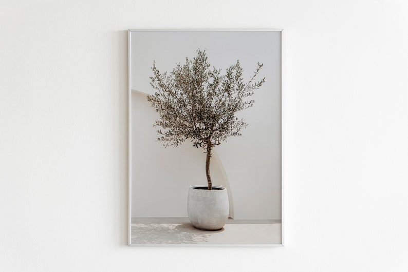 May include: A framed print of a small olive tree in a white pot, set against a white wall with a curved white shape in the background.