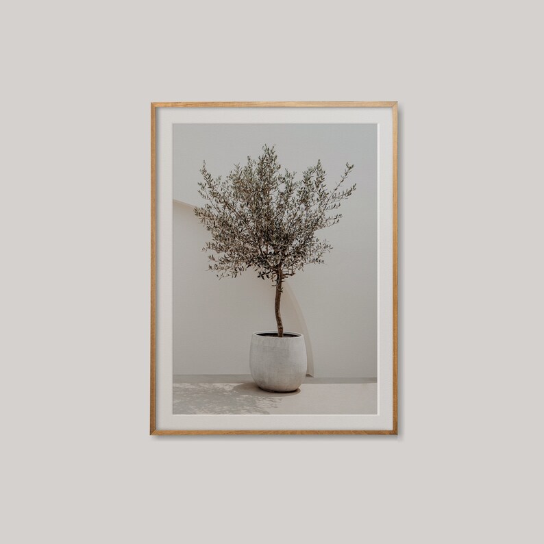 May include: A framed photograph of a small olive tree in a white pot, set against a white wall. The tree has green leaves and a brown trunk.