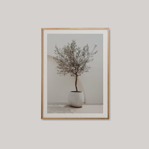 May include: A framed print of a small olive tree in a white pot, set against a white wall. The tree has green leaves and is in a simple, modern style.