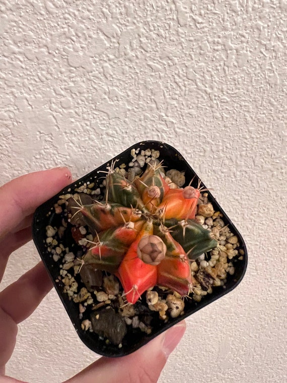 Gymnocalycium Mihanovichii Variegated 22 2.75 Inch Pot - Etsy