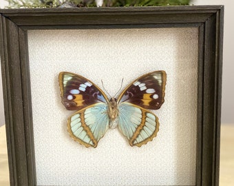 Blue Butterfly, Real Blue Butterfly, Real Purple Emperor butterfly framed insect bug gift Apatura schrenkii