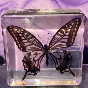 May include: A preserved butterfly encased in a clear, rectangular block. The butterfly has intricate wing patterns in shades of brown, black, and white. The block is transparent, allowing a full view of the insect.