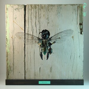 May include: A black and green insect sculpture with wings, mounted on a wooden background. The sculpture is made of various materials, including metal and plastic. The insect is labeled "Inoculus".