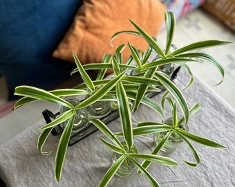 Spider Plant Babies - aka: Spider Ivy - Ribbon Plant - Airplane Plant - low maintenance trailing houseplant - easy starter propagation plant