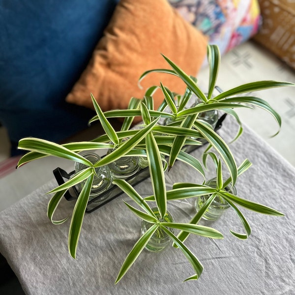 Spider Plant Babies - aka: Spider Ivy - Ribbon Plant - Airplane Plant - low maintenance trailing houseplant - easy starter propagation plant