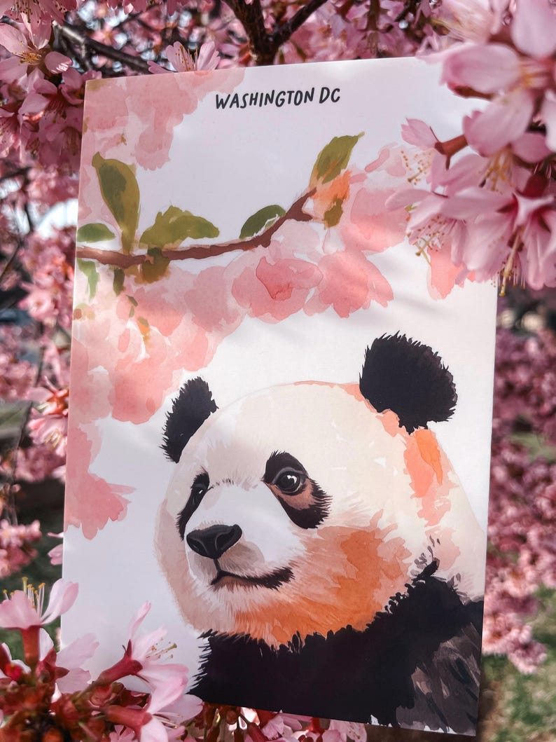 Charming Washington DC postcard featuring a whimsical watercolor and ink illustration of a giant panda lounging under blooming cherry blossom trees. A delightful National Mall souvenir, perfect for panda lovers, cherry blossom fans, and DC visitors.