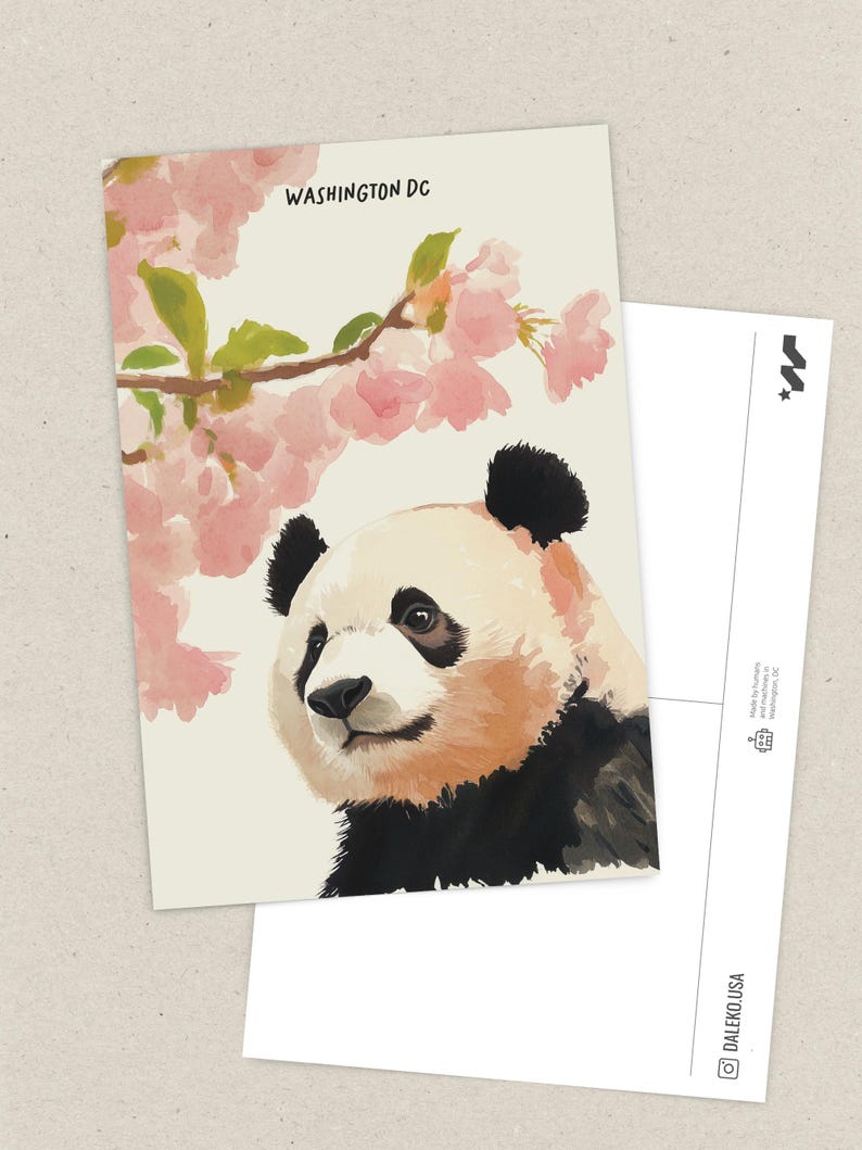Charming Washington DC postcard featuring a whimsical watercolor and ink illustration of a giant panda lounging under blooming cherry blossom trees. A delightful National Mall souvenir, perfect for panda lovers, cherry blossom fans, and DC visitors.